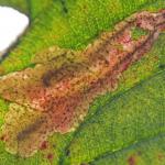 Coptotriche marginea - Gele bramenvlekmot