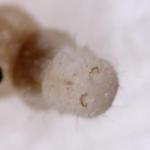 Gracillaria syringella - Seringensteltmot