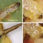 Ectoedemia argyropeza - Espenbladsteelmineermot