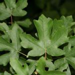 Acer campestre (Veldesdoorn of Spaanse aak)