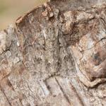 Acronicta auricoma - Arlon ~ Domaine Privé (Luxemburg) 31-07-2021 ©Steve Wullaert