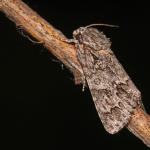 Acronicta auricoma - Rocherath ~ Vallée de la Holzwarche (Luik) 08-08-2019 ©Wim Declercq