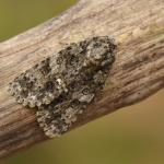 Acronicta rumicis - Marche-en-Famenne ~ Propriété privé (Namen) - 20-09-2020 ©Steve Wullaert