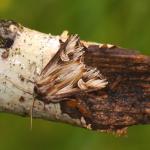 Actinotia polyodon - Beauraing ~ Grand Quarti (Namen) 23-05-2021 ©Steve Wullaert