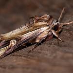 Actinotia polyodon - Rocherath ~ Vallée de la Holzwarche (Luik) 08-08-2019 ©Damien Gailly 