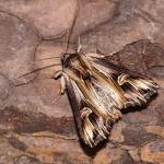 Actinotia polyodon - Rocherath ~ Vallée de la Holzwarche (Luik) 08-08-2019 ©Damien Gailly 