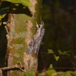 Agrius convolvuli - Koksijde ~ Doornpanne (West-Vlaanderen) 05-10-2019 ©Steve Wullaert