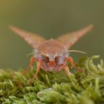 Anchoscelis helvola -  Aywaille ~ Carrière de la Falize (Luik) 12-09-2020 ©Steve Wullaert