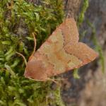 Anchoscelis helvola -  Aywaille ~ Carrière de la Falize (Luik) 12-09-2020 ©Steve Wullaert