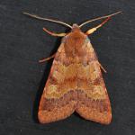 Agrochola helvola - Beauraing ~ Grand Quarti (Namen) 15-09-2018 ©Philippe Vanmeerbeeck