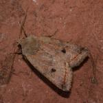 Agrochola lota - Neerpelt ~ Het Hageven (Limburg) 13-10-2018 ©Steve Wullaert