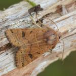 Anchoscelis lunosa -  Aywaille ~ Carrière de la Falize (Luik) 12-09-2020 ©Steve Wullaert