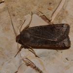 Agrochola lunosa - Trooz ~ La Rochette (Namen)  22-09-2018 ©Steve Wullaert