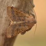 Agrochola lychnidis - Marche-en-Famenne ~ Propriété privé (Namen) - 20-09-2020 ©Steve Wullaert 