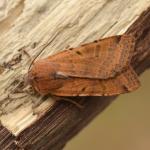 Agrochola lychnidis - Marche-en-Famenne ~ Propriété privé (Namen) - 20-09-2020 ©Steve Wullaert 