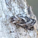Agrotis vestigialis - Neerpelt ~ Het Hageven (Limburg) - 05-09-2020 ©Steve Wullaert