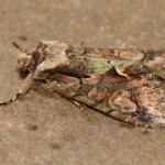 Allophyes oxayacanthae - Koksijde ~ Doornpanne (West-Vlaanderen) 05-10-2019 ©Steve Wullaert