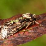 Allophyes oxyacanthae - Furfooz ~ Parc naturelle de Furfooz (Namen) 09-10-2021 ©Steve Wullaert