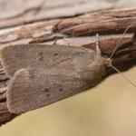 Amphipyra tragopoginis - Arlon ~ Domaine Privé (Luxemburg) 31-07-2021 ©Steve Wullaert