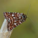 Anarta myrtilli - Neerpelt ~ Het Hageven (Limburg) 17-07-2021 ©Steve Wullaert