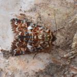 Anarta myrtillii - Arlon ~ Domaine Privé (Luxemburg) 31-07-2021 ©Steve Wullaert