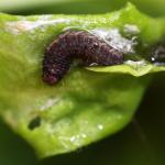 Anchinia cristalis - Furfooz ~ Parc naturelle de Furfooz (Namen) 04-05-2019 ©Philippe Vanmeerbeeck