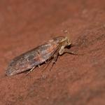 Anchinia crsitalis - Arlon ~ Domaine Privé (Luxemburg)  (17-06-2017) ©Steve Wullaert