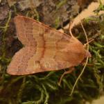 Anchoscelis helvola - Marche-en-Famenne ~ Propriété privé (Namen) - 20-09-2020 ©Steve Wullaert