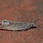 Ancylis tineana - Waterschei ~ Mijnterril - Klaverberg (Genk - As) Pro. Limburg 13-05-2017 ©Steve Wullaert