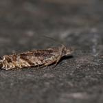 Ancylis unguicella - Arlon ~ Domaine Privé (Luxemburg)  (17-06-2017) ©Steve Wullaert