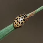 Anisosticta novemdecimpunctata - Neerpelt ~ Het Hageven (Limburg) 30-03-2019 ©Philippe Vanmeerbeeck