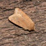 Anorthoa munda - Oignies ~ Bois d'Oignies (natuurpark Viroin - Hermeton) - (Namen) 31-03-2018 ©Steve Wullaert