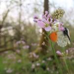 Anthocharis cardamines (oranjetipje) - Beauraing ~ Grand Quarti (Namen) 01-05-2021 ©Wouter Mertens