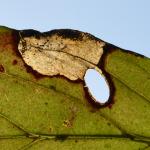 Antispila petryi - Marche-en-Famenne ~ Propriété privé (Namen) - 20-09-2020 ©Steve Wullaert