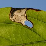 Antispila petryii - Beauraing ~ Grand Quarti (Namen) 15-09-2018 ©Steve Wullaert