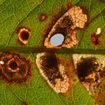 Antispilina ludwigi - Rocherath ~ Vallée de la Holzwarche (Luik) 10-08-2019 ©Steve Wullaert 