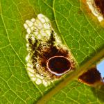 Antispilina ludwigi op Persicaria bistorta - Rocherath ~ Naturschutzgebiet der Holzwarche (Luik) 23-06-2017 ©Steve Wullaert