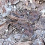 Apamea aquila - Neerpelt ~ Het Hageven (Limburg) 17-07-2021 ©Steve Wullaert