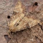 Apamea scolopacina - Bihain ~ Le Grand Fagne et le Sacrawe - Plateau des Tailles (Luxemburg) 07-08-2021 ©Steve Wullaert