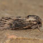 Aporophyla australis - Koksijde ~ Doornpanne (West-Vlaanderen) 05-10-2019 ©Steve Wullaert