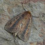 Archanara dissoluta - Arendonk ~ t' Goorken (Antwerpen) 11-07-2021 ©Steve Wullaert