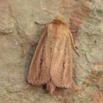 Archanara sparganii - Arendonk ~ t' Goorken (Antwerpen) 11-07-2021 ©Steve Wullaert