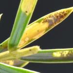 Argyresthia aurulentella - Gestreepte pedaalmot