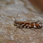 Aristotelia ericinella - Arlon ~ Domaine Privé (Luxemburg)  (17-06-2017) ©Steve Wullaert