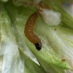 Arostotelia brizella - Trooz ~ La Rochette (Namen)  22-09-2018 ©Philippe Vanmeerbeeck