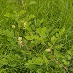 Astragalus glycophyllos (hokjespeul) - KU Leuven Plantengids ©Paul Busselen
