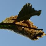 Atemelia torquatella - Furfooz ~ Parc naturelle de Furfooz (Namen) - 27-06-2020 ©Steve Wullaert