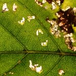 Atemelia torquatella - Neerpelt ~ Het Hageven (Limburg) - 05-09-2020 ©Steve Wullaert