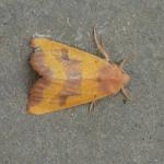 Atethmia centrago -  Aywaille ~ Carrière de la Falize (Luik) 12-09-2020 ©Steve Wullaert