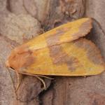 Atethmia centrago - Visé ~ Montagne Sainte-Pierre (Luik) 25-09-2021 ©Steve Wullaert